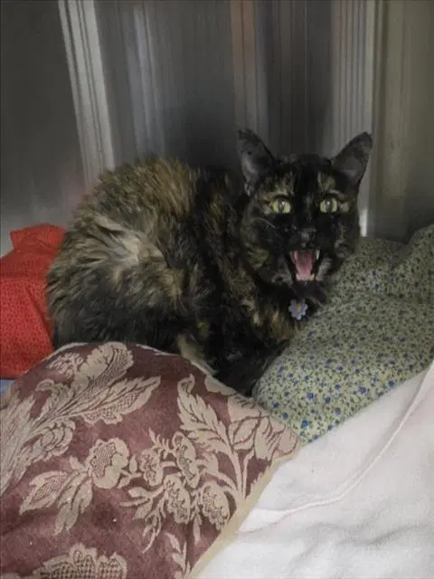 Jazz - Domestic Short Hair