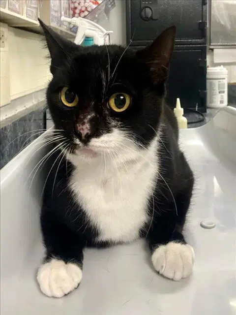 Crusella - Domestic Short Hair