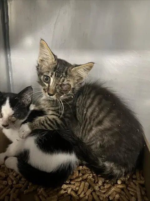 Ai - Domestic Short Hair