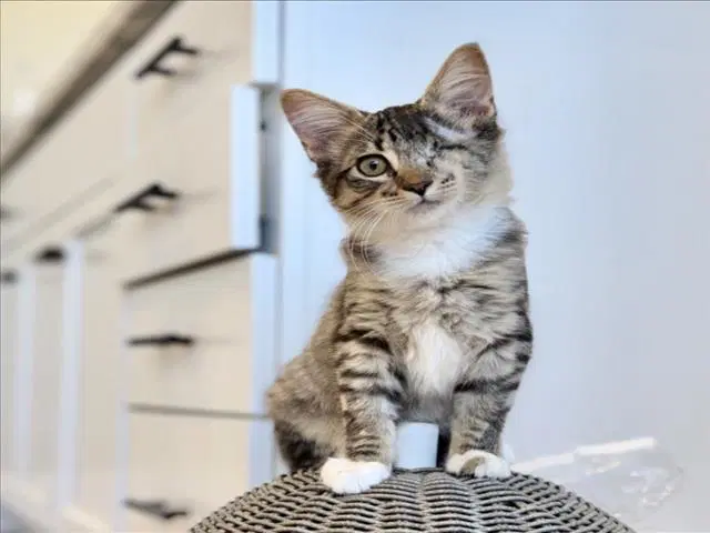 Ai - Domestic Medium Hair