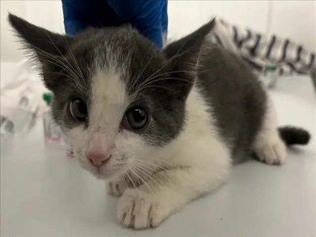 Deb - Domestic Short Hair