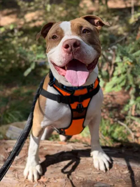 Kratos - Pit Bull Terrier