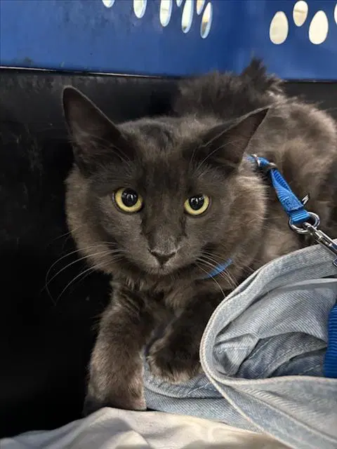 Velma - Domestic Medium Hair