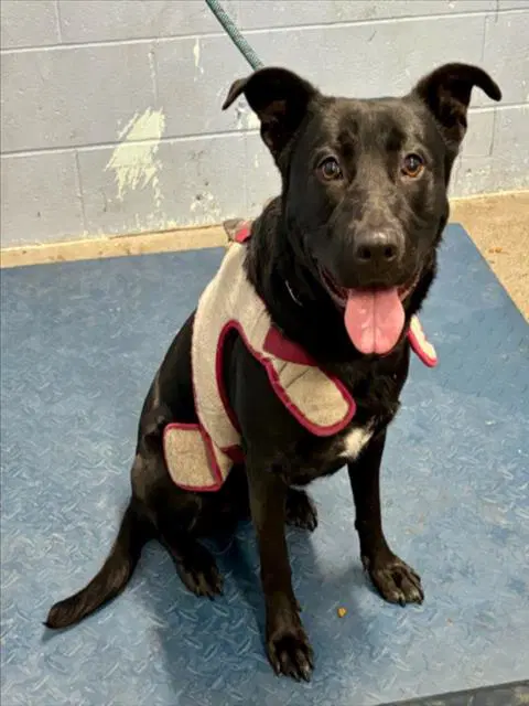Midnight - Labrador Retriever