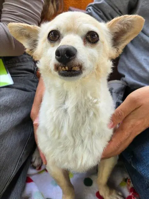 Paco - Chihuahua