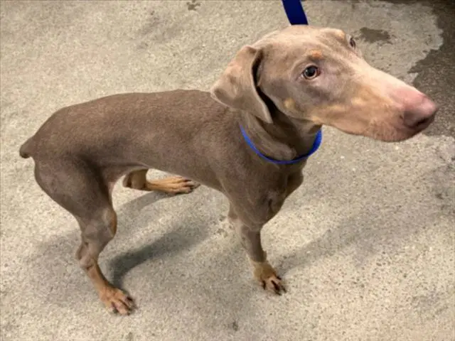 Chai - Doberman Pinscher