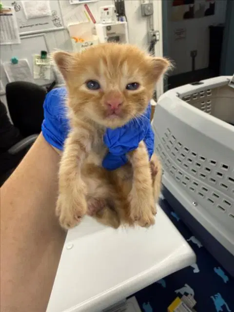 John Logan - Domestic Short Hair