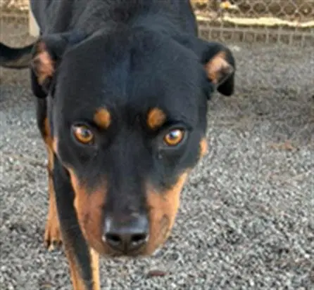 Artemis - Rottweiler