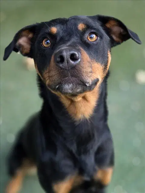 Artemis - Rottweiler