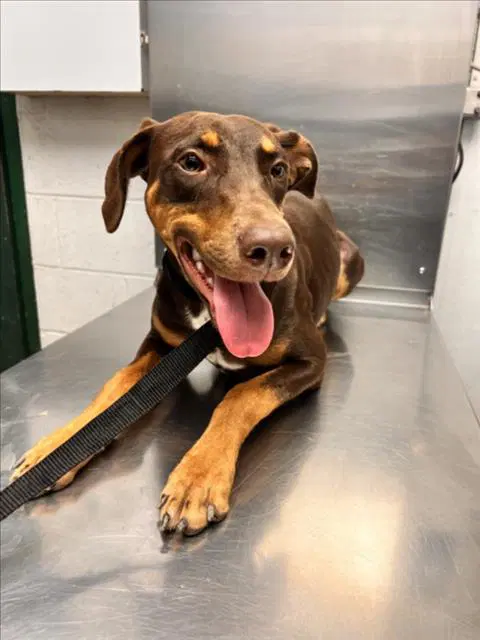 Sienna - Doberman Pinscher