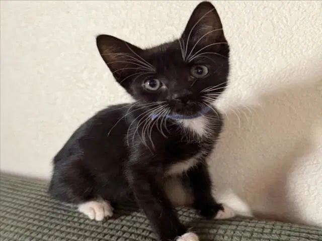 Sugar Blue - Domestic Short Hair