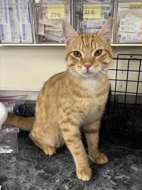 Unknown - Domestic Short Hair