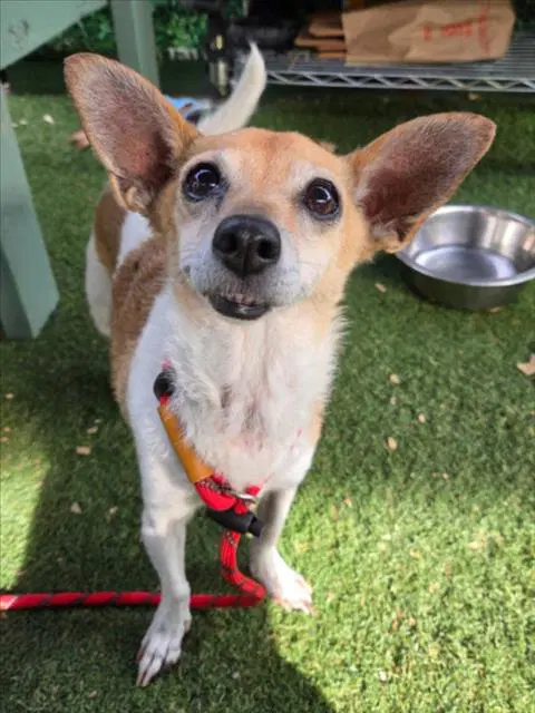 Zoey - Chihuahua