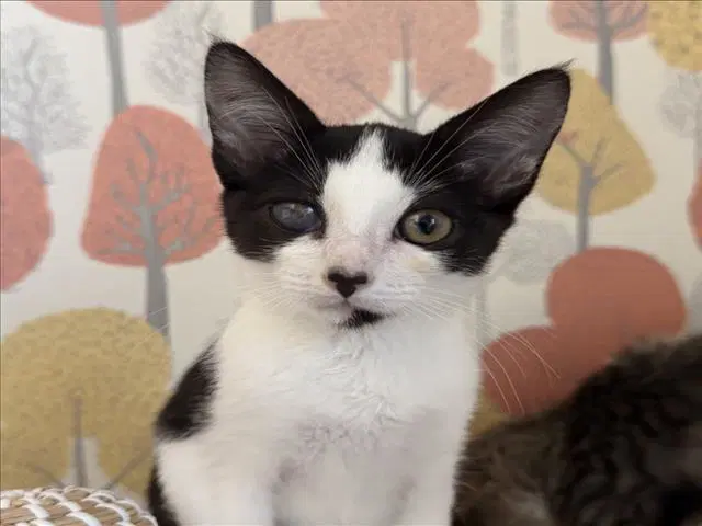Alexa - Domestic Short Hair