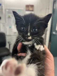 Barnaby - Domestic Short Hair