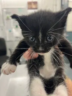 Barnaby - Domestic Short Hair