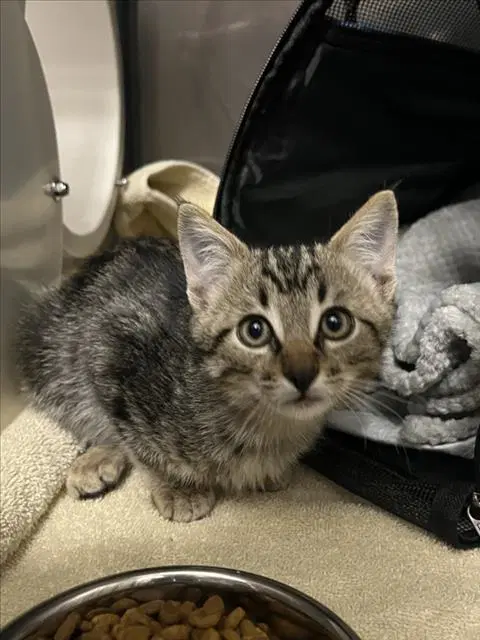 Luna - Domestic Short Hair