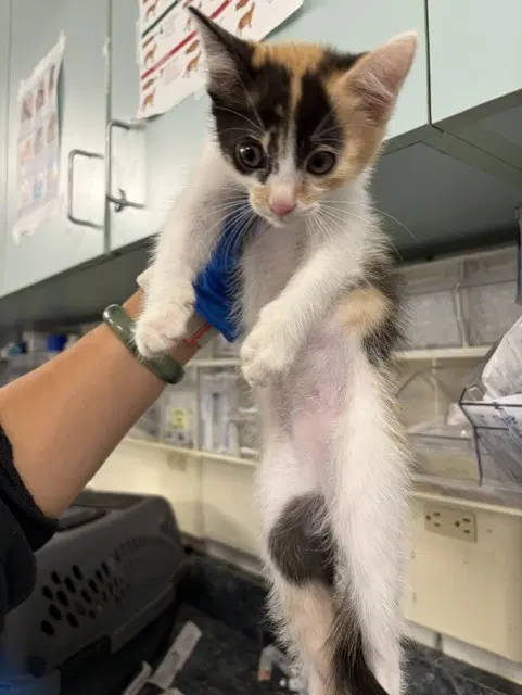 Oliver - Domestic Short Hair