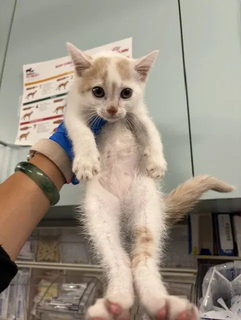 Unknown - Domestic Short Hair
