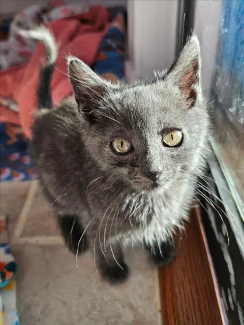 Duncan - Domestic Short Hair