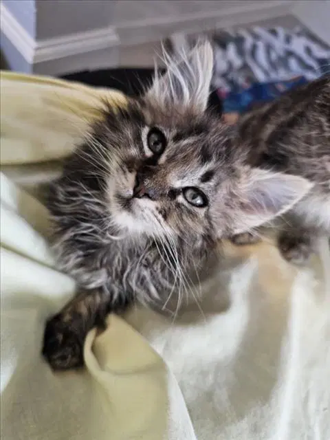 Angus - Domestic Long Hair