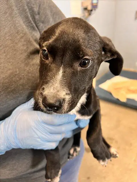 Snoopy - Labrador Retriever