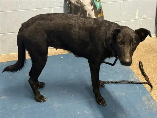 Eve - Labrador Retriever