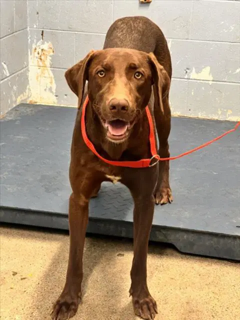 Hoss - Labrador Retriever