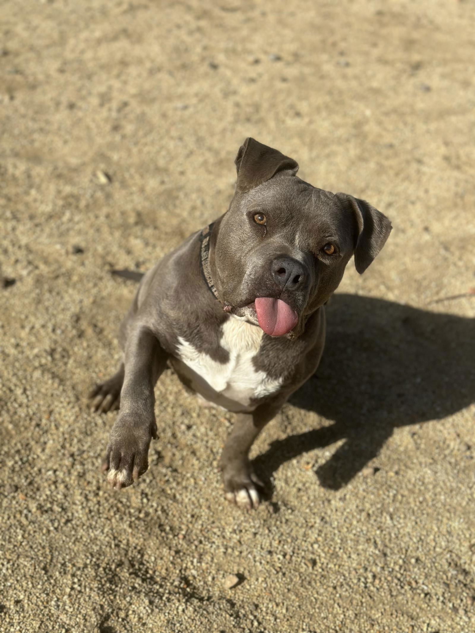 adoptable Dog in Incline Village, NV named Mercury