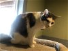 adoptable Cat in , NV named Pandora