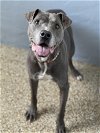 adoptable Dog in , NV named Amos