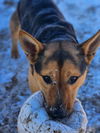 adoptable Dog in Incline Village, NV named Lucky
