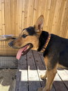 Lucky - Photo 2