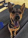 adoptable Dog in , NV named Lucky