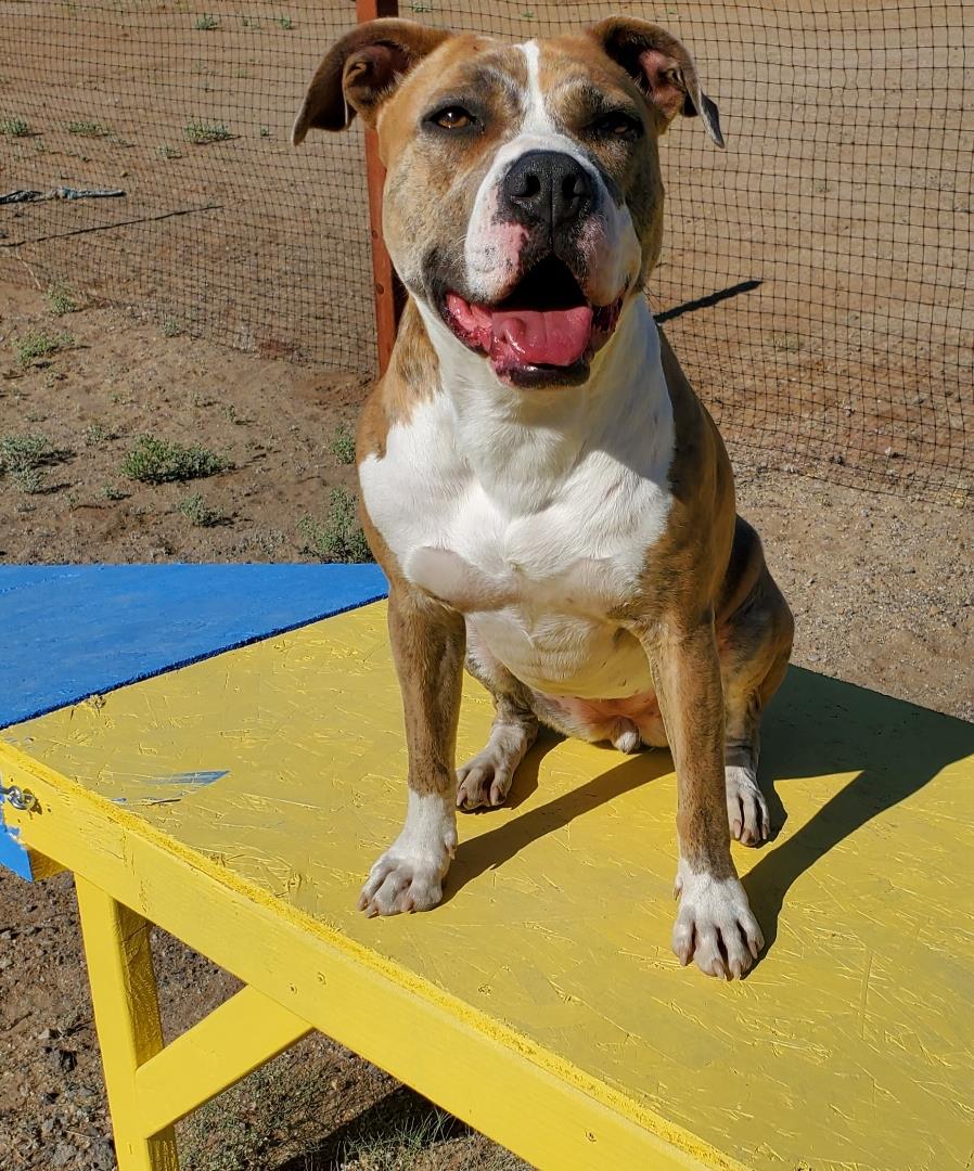 adoptable Dog in Incline Village, NV named Nina