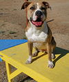 adoptable Dog in  named Nina