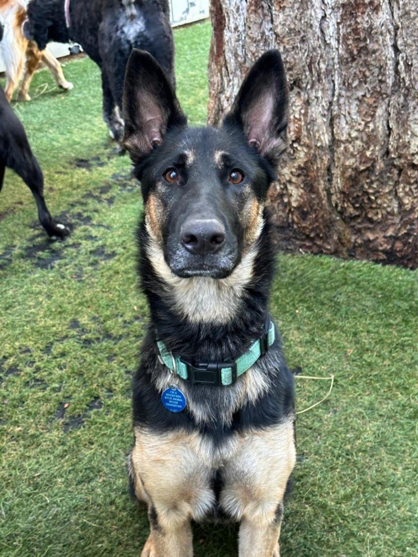 adoptable Dog in Incline Village, NV named Rio