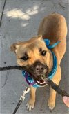 adoptable Dog in  named Sandy