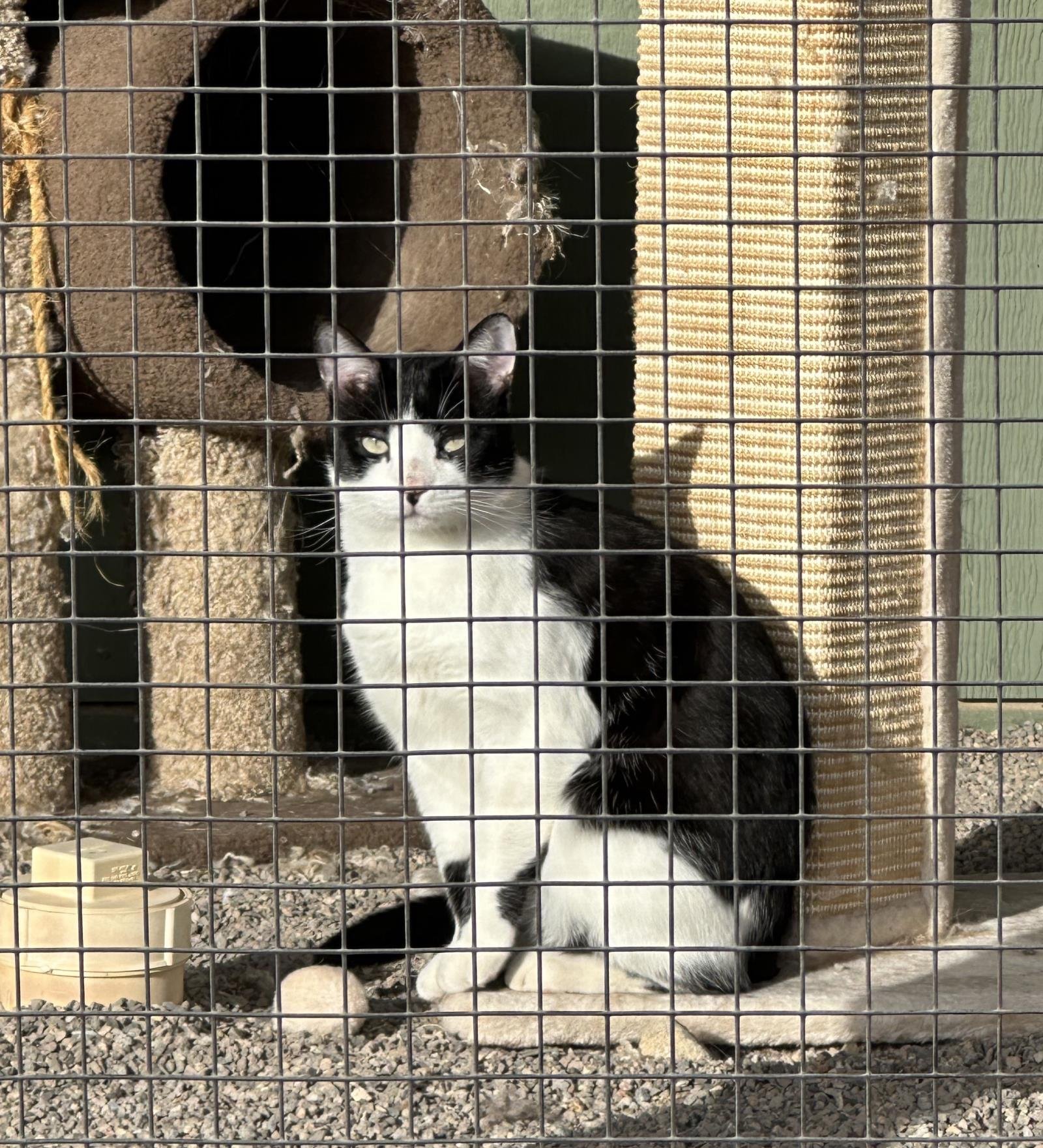adoptable Cat in Incline Village, NV named Patch