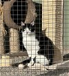 adoptable Cat in , NV named Patch