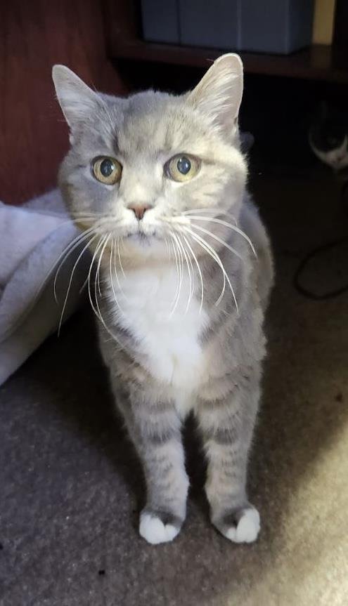 adoptable Cat in Incline Village, NV named Millie