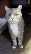 adoptable Cat in , NV named Millie