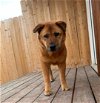 adoptable Dog in , NV named Layla