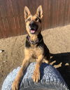 adoptable Dog in  named Declan
