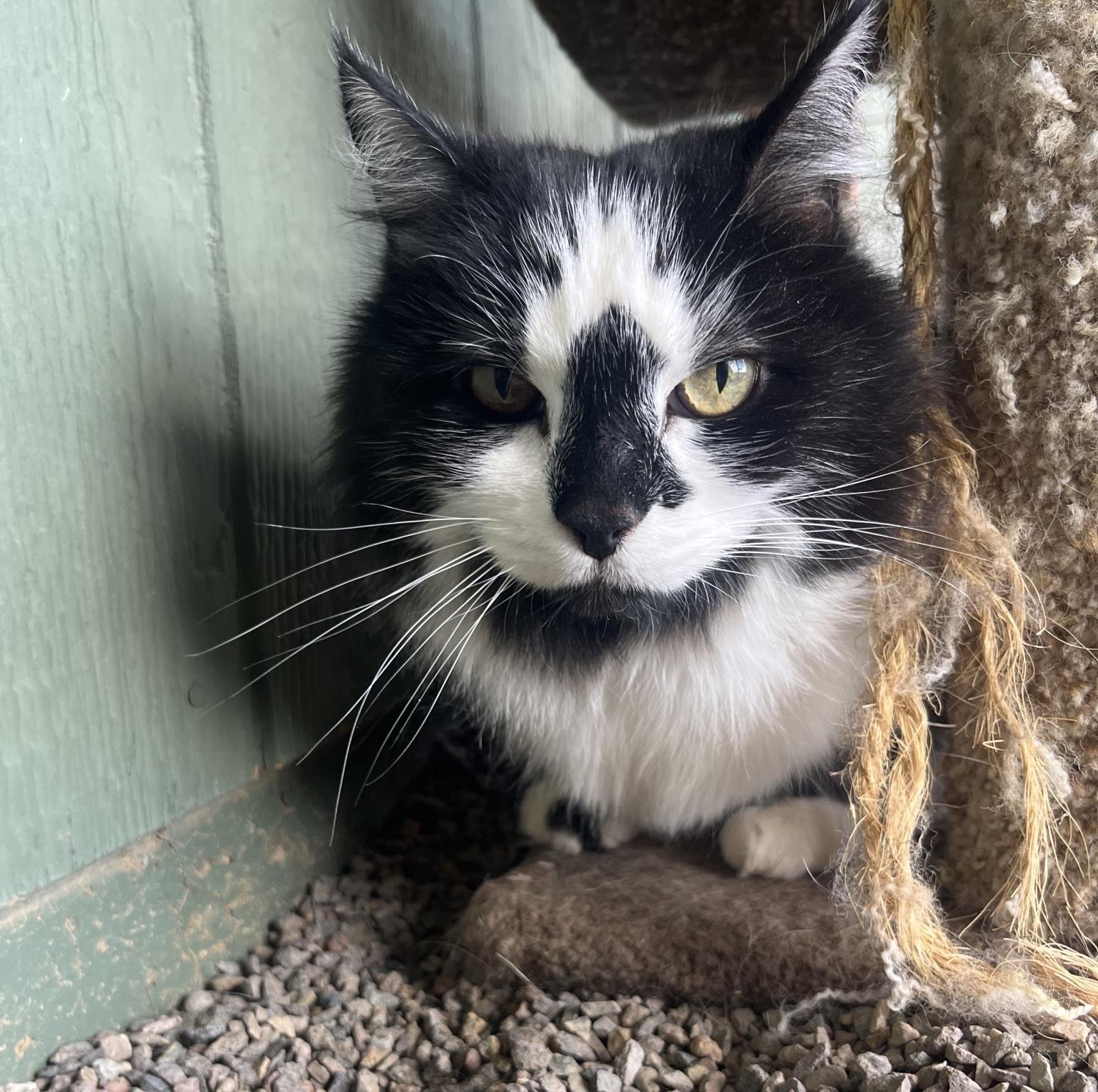adoptable Cat in Incline Village, NV named Moxie