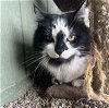 adoptable Cat in , NV named Moxie