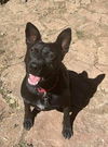 adoptable Dog in  named Luna