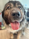 adoptable Dog in , NV named Dax