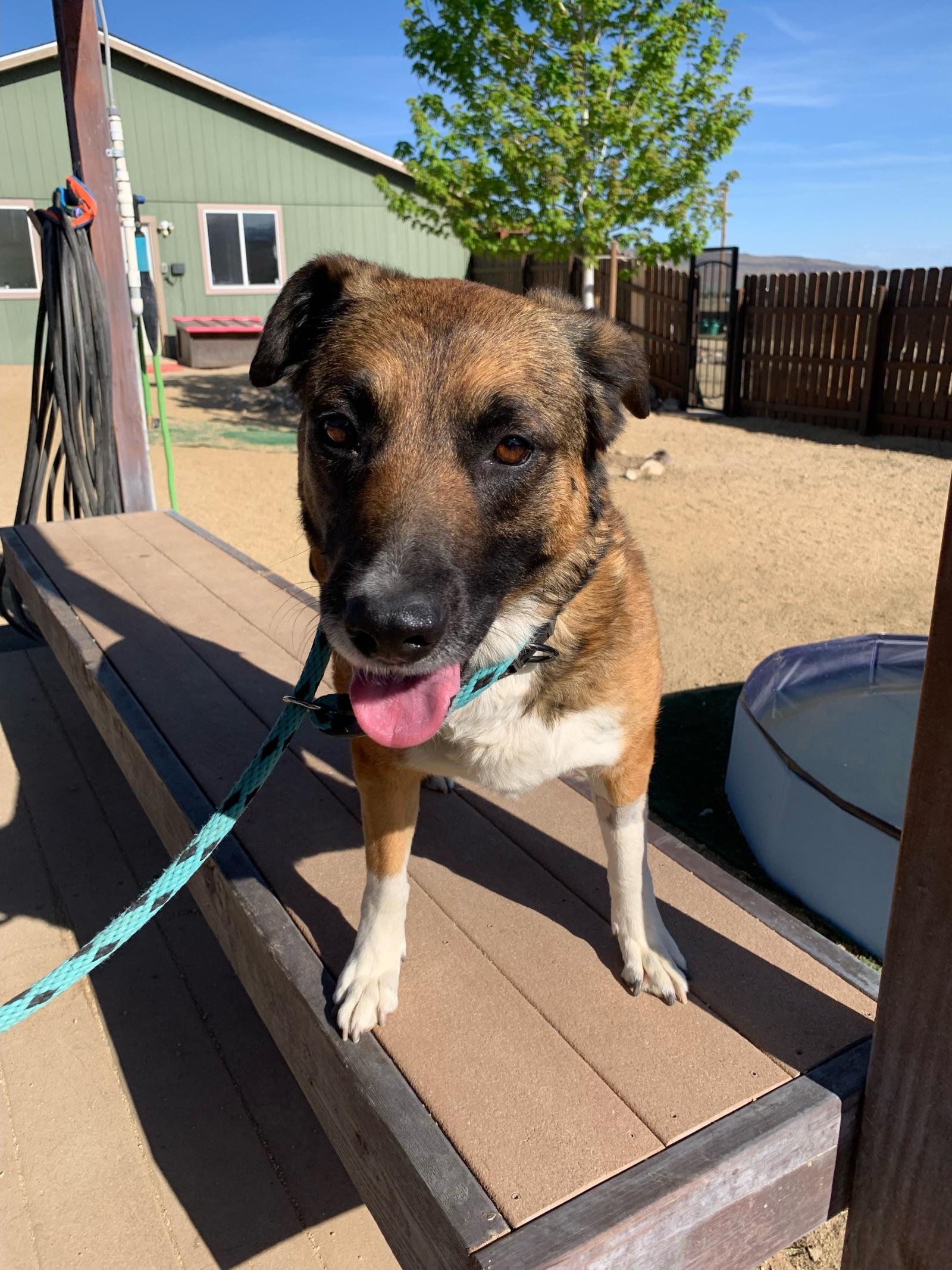 adoptable Dog in Incline Village, NV named Bailey