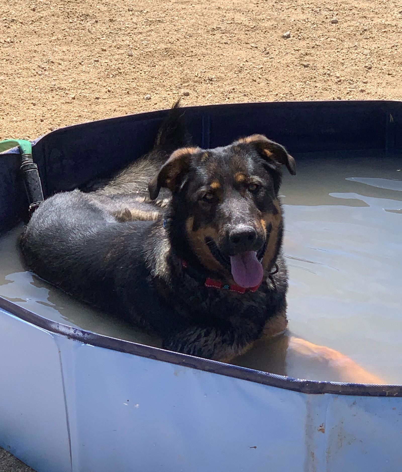 adoptable Dog in Incline Village, NV named Honey